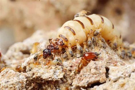 大水螞蟻巢穴 打耳洞 價格